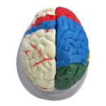 Mózg model kolorowy - 8 częściowy