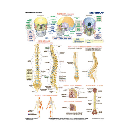 DUO Układ szkieletowy człowieka - Plansza ścienna