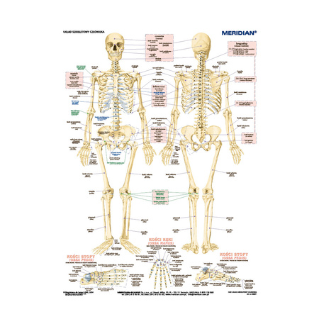 DUO Układ szkieletowy człowieka - Plansza ścienna