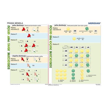 Podstawy genetyki - prawa Mendla - Plansza ścienna