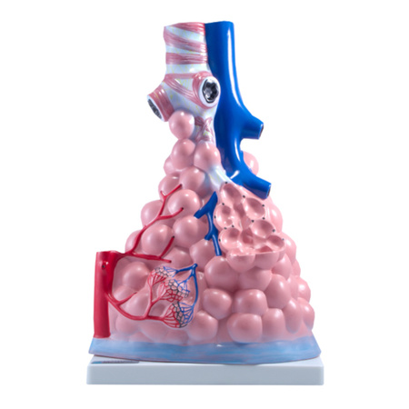 Budowa płuc struktura wewnętrzna - model