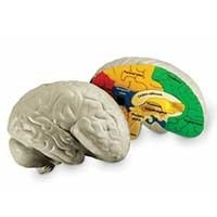 Model ludzkiego mózgu z pianki