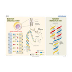 Podstawy genetyki DNA - Plansza ścienna