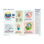 DUO Komórki - jednostki życia - Plansza ścienna