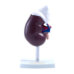 Nerka z nadnerczem - model 2 częściowy