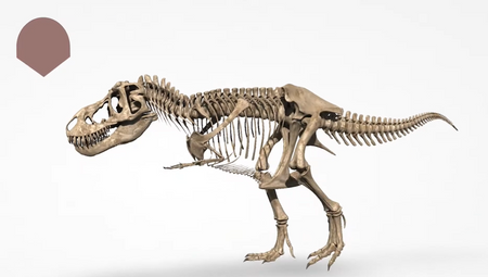 CORINTH – Multimedialna biblioteka - Paleontologia i kultura