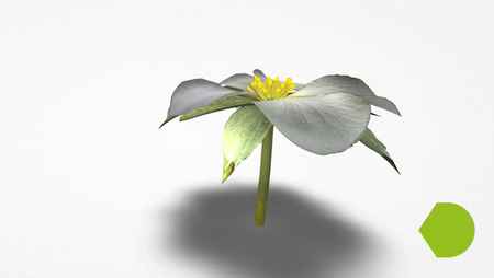 CORINTH – Multimedialna biblioteka - Biologia roślin