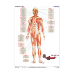 DUO Układ mięśniowy człowieka - Plansza ścienna