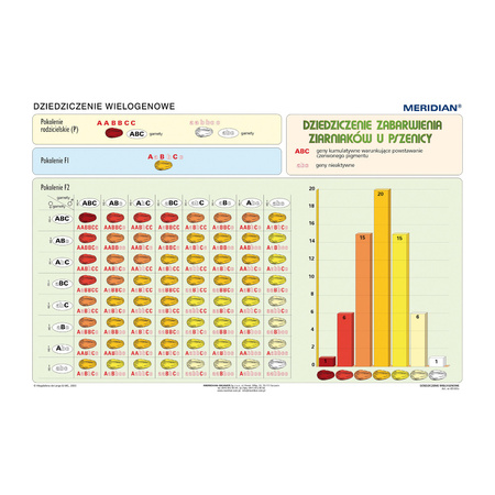 Podstawy genetyki - dziedziczenie wielogenowe - Plansza ścienna