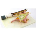 Neuron - komórka nerwowa