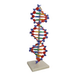 DNA- model 3D