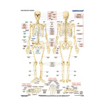 DUO Układ szkieletowy człowieka - Plansza ścienna