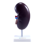 Nerka - model 2 częściowy