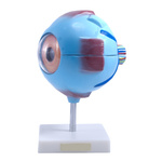 Oko człowieka - model