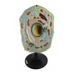 Komórka roślinna - model