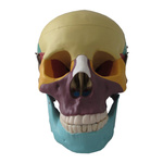 Czaszka człowieka - kości kolorowe