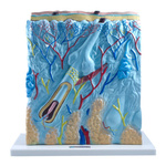 Skóra człowieka - model mały