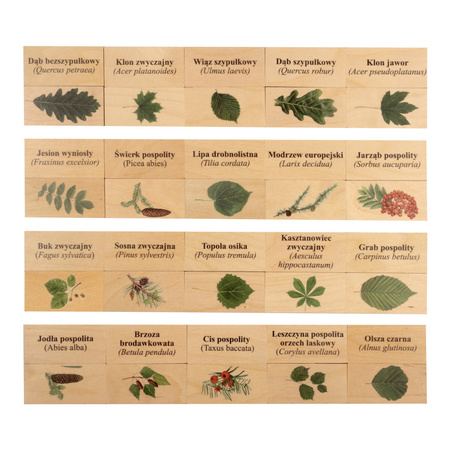 Przyrodnicze memory - Gatunki drzew i krzewów