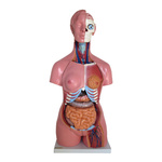 Tułów człowieka unisex 85cm - 40 części