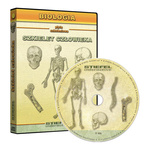 Szkielet człowieka (układ kostny) CD