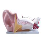 Ucho człowieka - model