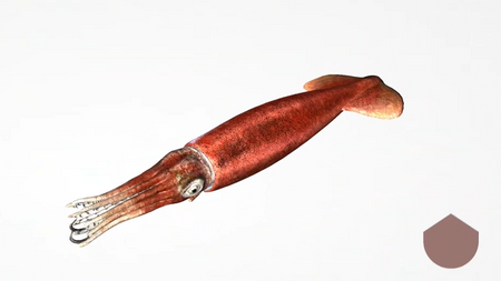 CORINTH – Multimedialna biblioteka - Paleontologia i kultura