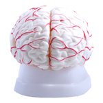 Mózg z naczyniami, model 8 częściowy