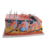 Skóra człowieka - model duży