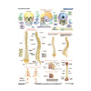 DUO Układ szkieletowy człowieka - Plansza ścienna