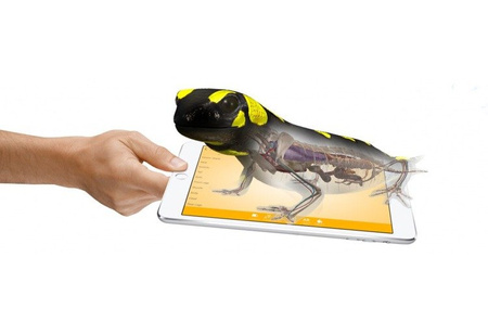 CORINTH – Multimedialna biblioteka - Biologia roślin