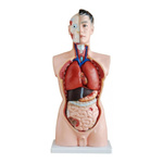 Tułów męski 85 cm - 19 części