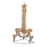 Kręgosłup z obręczą miedniczą