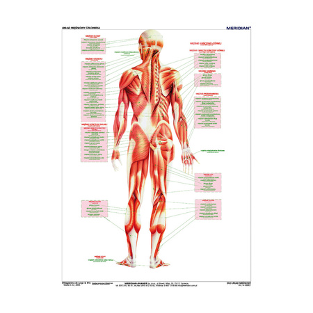 DUO Układ mięśniowy człowieka - Plansza ścienna
