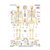 DUO Układ szkieletowy człowieka - Plansza ścienna