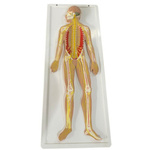 Model reliefowy układu nerwowego