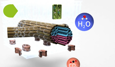 CORINTH – Multimedialna biblioteka - Biologia roślin