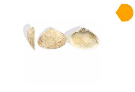 CORINTH – Multimedialna biblioteka Biologia zwierząt