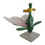 Kwiat brzoskwini - przekrój