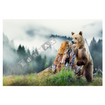 Fototapeta - niedźwiedź - 1 m²