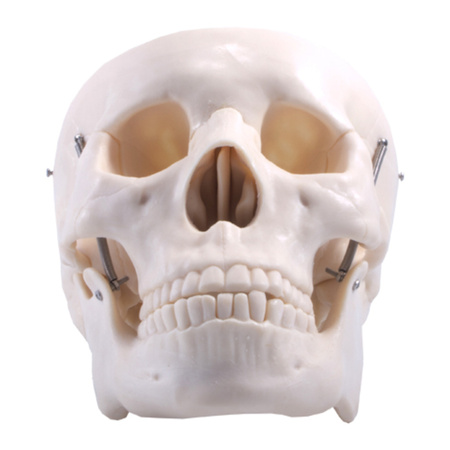 Model czaszki człowieka