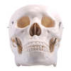 Model czaszki człowieka